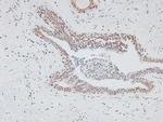 Phospho-MAX (Ser11) Antibody in Immunohistochemistry (Paraffin) (IHC (P))