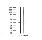 Phospho-MAX (Ser11) Antibody in Western Blot (WB)