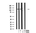 Phospho-p130 (Ser952) Polyclonal Antibody