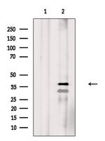 Phospho-C/EBP alpha (Ser190) Polyclonal Antibody