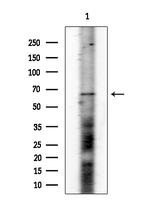 Phospho-CD150 (Tyr327) Antibody in Western Blot (WB)