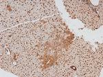 Phospho-CD150 (Tyr327) Antibody in Immunohistochemistry (Paraffin) (IHC (P))