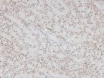 Phospho-CD150 (Tyr327) Antibody in Immunohistochemistry (Paraffin) (IHC (P))