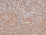 Phospho-Cyclin D1 (Ser90) Antibody in Immunohistochemistry (Paraffin) (IHC (P))