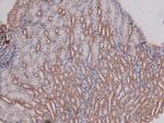 Phospho-DNA-PK (Ser2612) Polyclonal Antibody