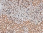 Phospho-ErbB3 (Tyr1328) Polyclonal Antibody