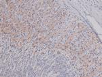 Phospho-Syndecan 4 (Ser179) Polyclonal Antibody
