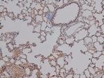 Phospho-HMGN2 (Ser29) Antibody in Immunohistochemistry (Paraffin) (IHC (P))