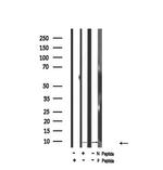 Phospho-HMGN2 (Ser29) Antibody in Western Blot (WB)