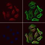 Phospho-HSF1 (Ser307) Polyclonal Antibody