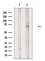 Phospho-IL1R1 (Tyr496) Polyclonal Antibody