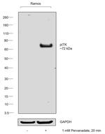 Phospho-ITK (Tyr512) Antibody in Western Blot (WB)