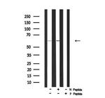 Phospho-ITK (Tyr512) Antibody in Western Blot (WB)
