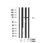 Phospho-KV3.4 (KCNC4) (Ser15) Polyclonal Antibody
