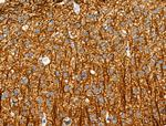 Phospho-MAP4 (Ser696) Polyclonal Antibody