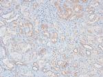 Phospho-MAX (Ser2) Polyclonal Antibody