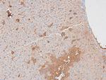 Phospho-MAX (Ser2) Antibody in Immunohistochemistry (Paraffin) (IHC (P))