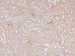 Phospho-MAX (Ser2) Antibody in Immunohistochemistry (Paraffin) (IHC (P))