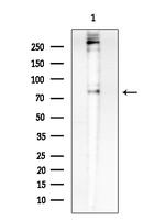 Phospho-CENTB1 (Ser554) Antibody in Western Blot (WB)