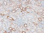 Phospho-AHNAK (Ser5784) Antibody in Immunohistochemistry (Paraffin) (IHC (P))