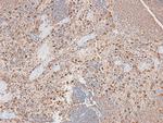 Phospho-AHNAK (Ser5784) Antibody in Immunohistochemistry (Paraffin) (IHC (P))