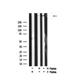 Phospho-AHNAK (Ser5784) Antibody in Western Blot (WB)