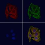 Phospho-KIF1C (Ser1092) Polyclonal Antibody