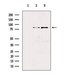 Phospho-PKD2 (Ser812) Polyclonal Antibody