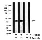 Phospho-ATF4 (Ser224) Polyclonal Antibody