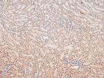 Phospho-Caspase 8 (Tyr448) Polyclonal Antibody