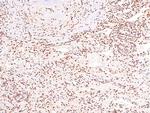 Phospho-Caveolin 2 (Ser36) Antibody in Immunohistochemistry (Paraffin) (IHC (P))