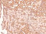 Phospho-Caveolin 2 (Ser36) Antibody in Immunohistochemistry (Paraffin) (IHC (P))