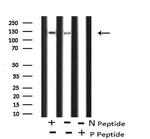 Phospho-eNOS (Ser114) Antibody in Western Blot (WB)