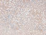Phospho-FOXO3A (Ser315) Polyclonal Antibody