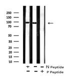 Phospho-FOXO3A (Ser644) Antibody in Western Blot (WB)