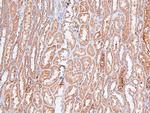 Phospho-FOXO4 (Thr455) Antibody in Immunohistochemistry (Paraffin) (IHC (P))
