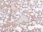 Phospho-FOXO4 (Thr455) Antibody in Immunohistochemistry (Paraffin) (IHC (P))