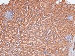 Phospho-FOXO4 (Thr455) Antibody in Immunohistochemistry (Paraffin) (IHC (P))