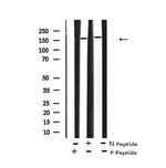 Phospho-Met (Tyr1235) Polyclonal Antibody