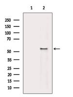 Phospho-p53 (Thr55) Antibody in Western Blot (WB)