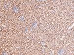 Phospho-STAT4 (Ser721) Polyclonal Antibody