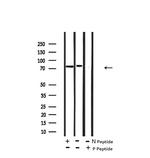 Phospho-Tau (Ser717, Ser400) Antibody in Western Blot (WB)