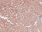 Phospho-A-Raf (Ser299) Polyclonal Antibody