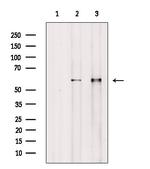 Phospho-BLK (Tyr389) Antibody in Western Blot (WB)