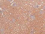 Phospho-BLK (Tyr389) Antibody in Immunohistochemistry (Paraffin) (IHC (P))