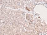 Phospho-BLK (Tyr389) Antibody in Immunohistochemistry (Paraffin) (IHC (P))