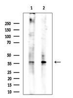 Phospho-CDK1 (Thr161) Antibody in Western Blot (WB)