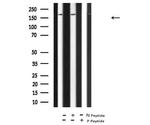 Phospho-DAPK1 (Ser289) Polyclonal Antibody