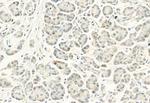 Phospho-DYRK1A/DYRK1B (Tyr321, Tyr273) Polyclonal Antibody