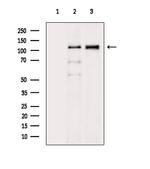 Phospho-FLT3 (Tyr591) Antibody in Western Blot (WB)